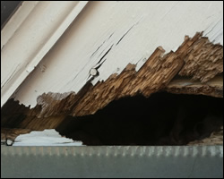 Squirrel damage in Chantilly VA