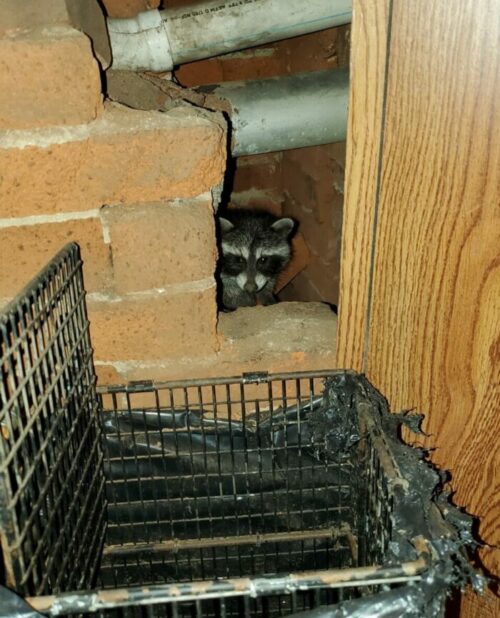 A raccoon staring at one of our traps