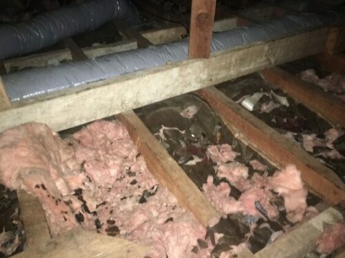Squirrel Damage and Feces to Insulation